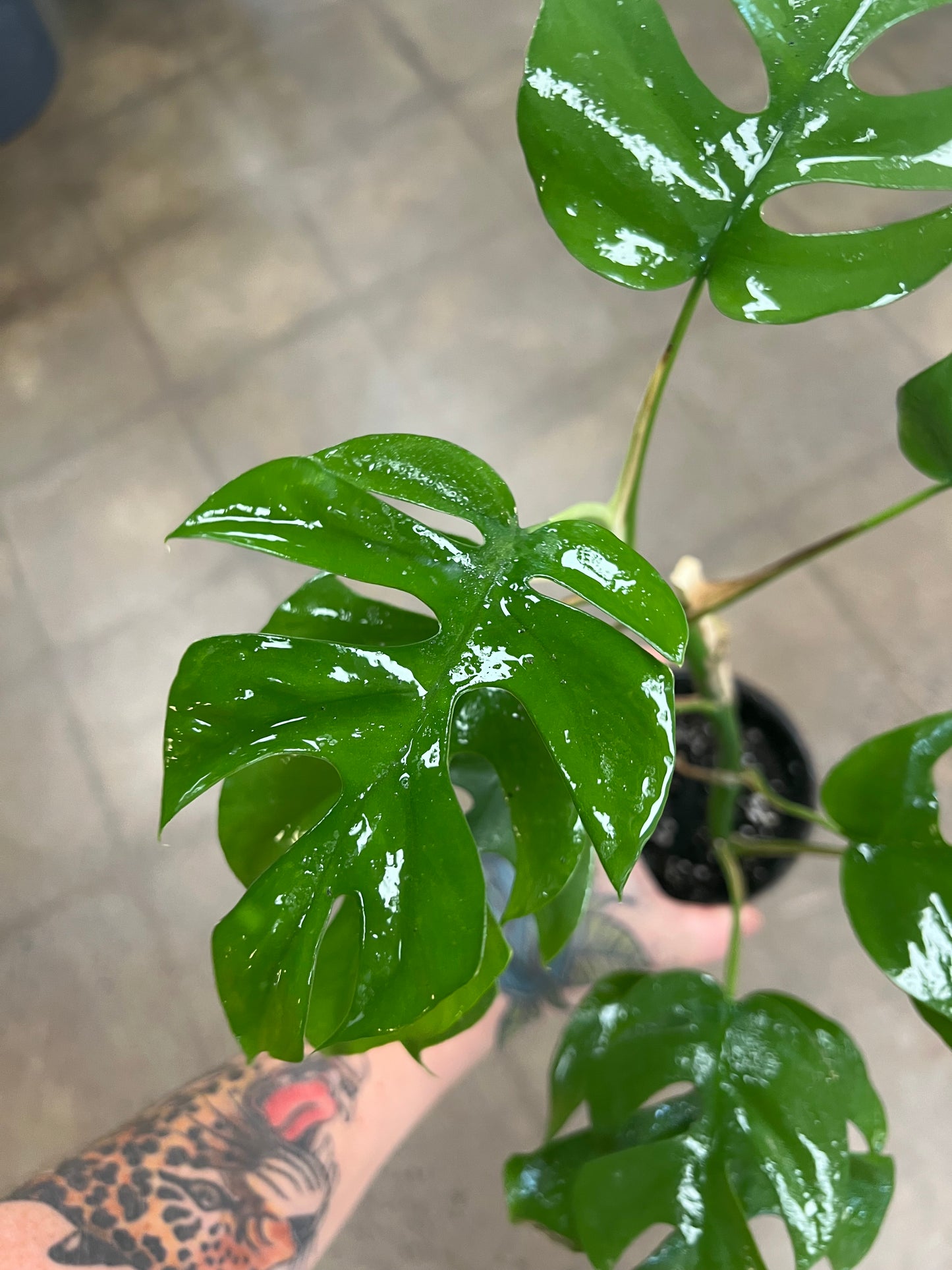 Philodendron Minima Split Leaf