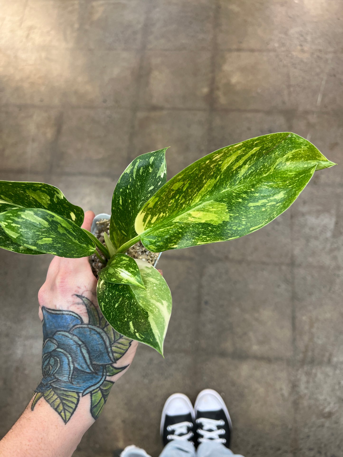 Philodendron Green Congo Nuclear