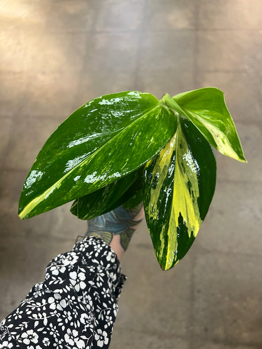 Monstera Standleyana Variegata