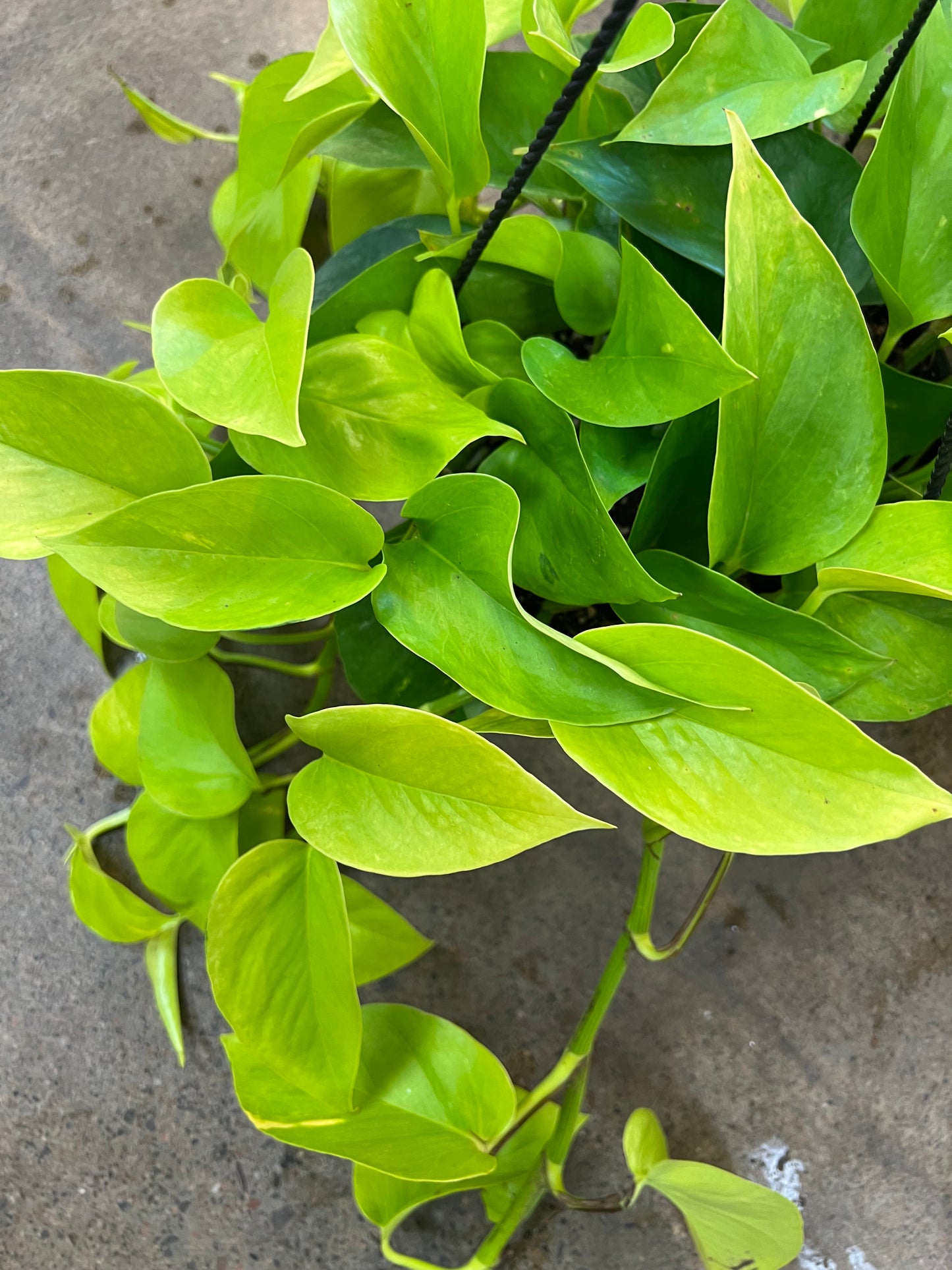 Pothos Neon