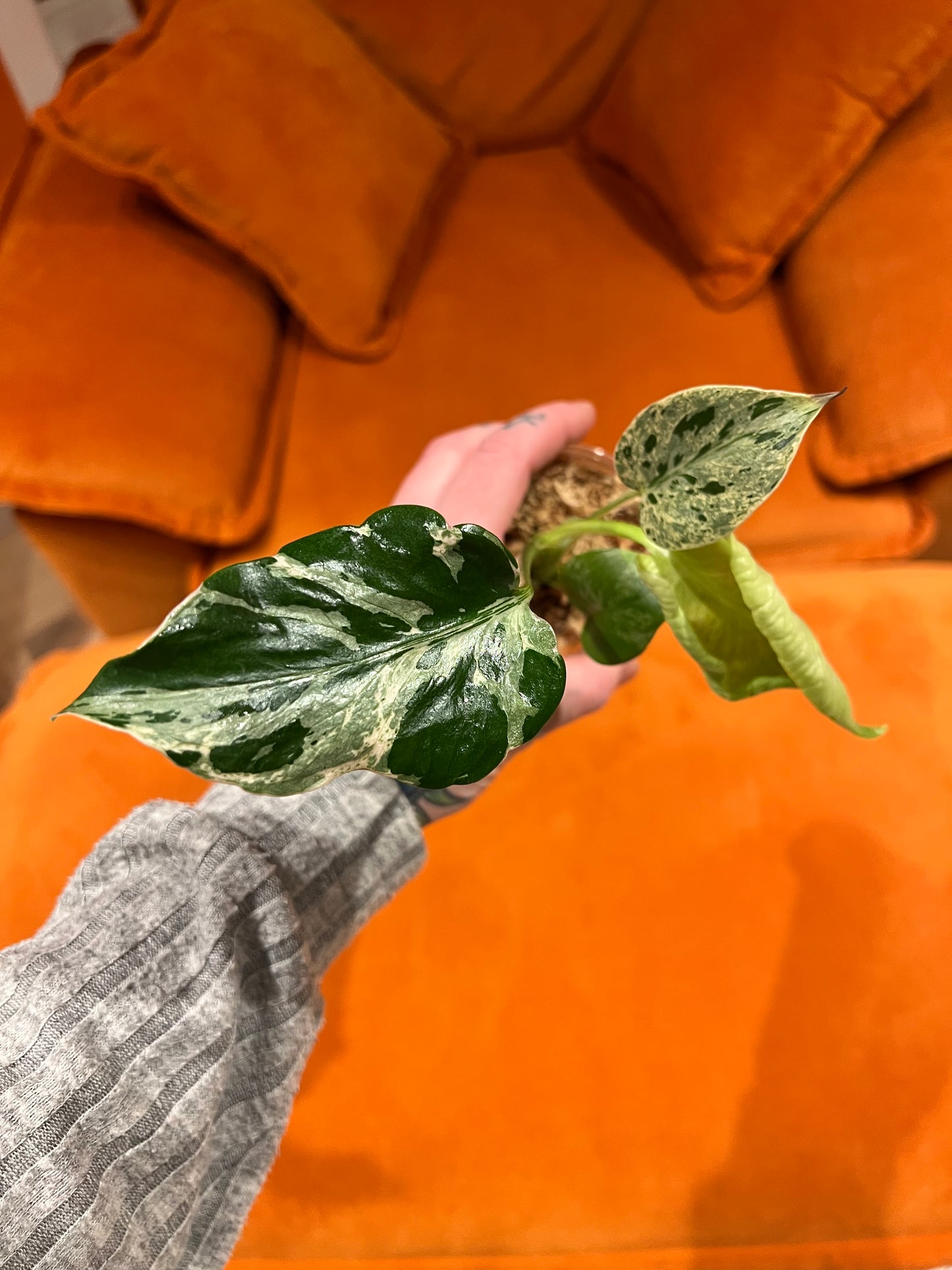 Monstera Bulbasaur