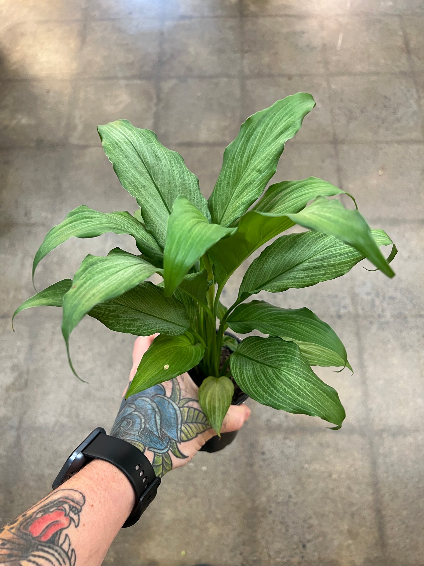 Spathiphyllum Platinum Mist