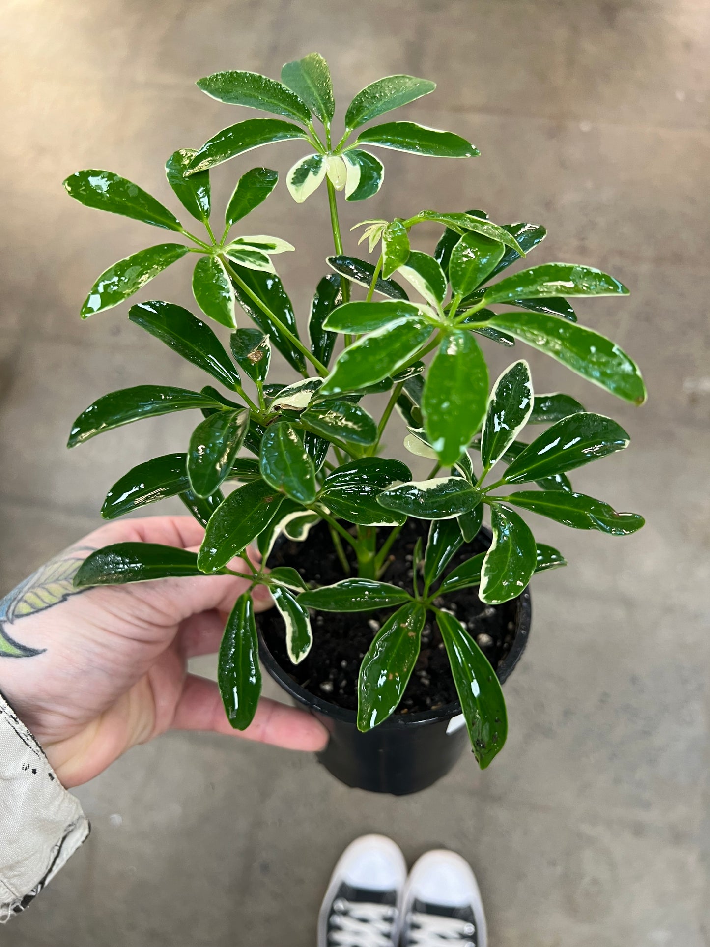 Schefflera Moon Drop