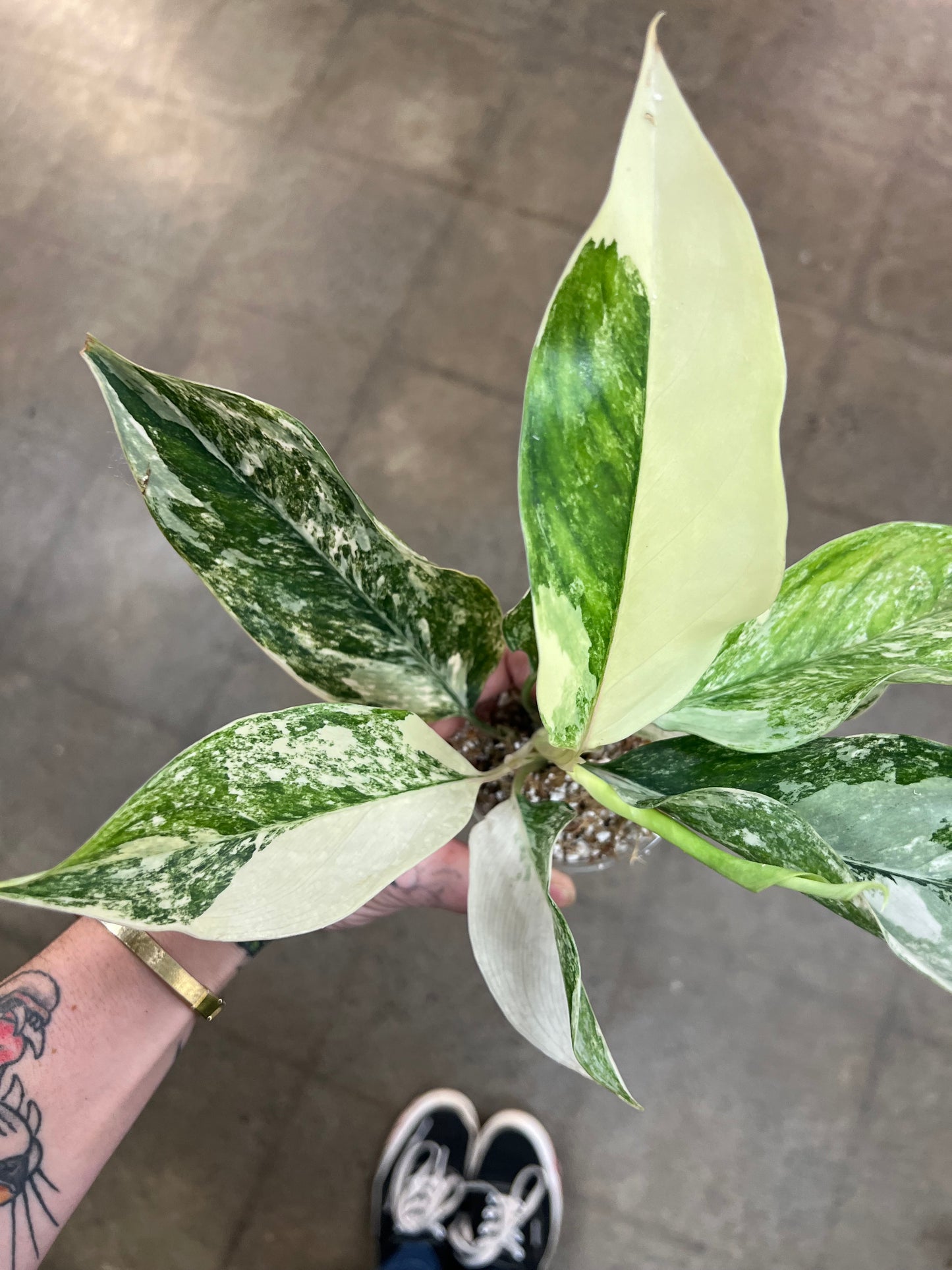 Aglaonema Siam Jade Varigated