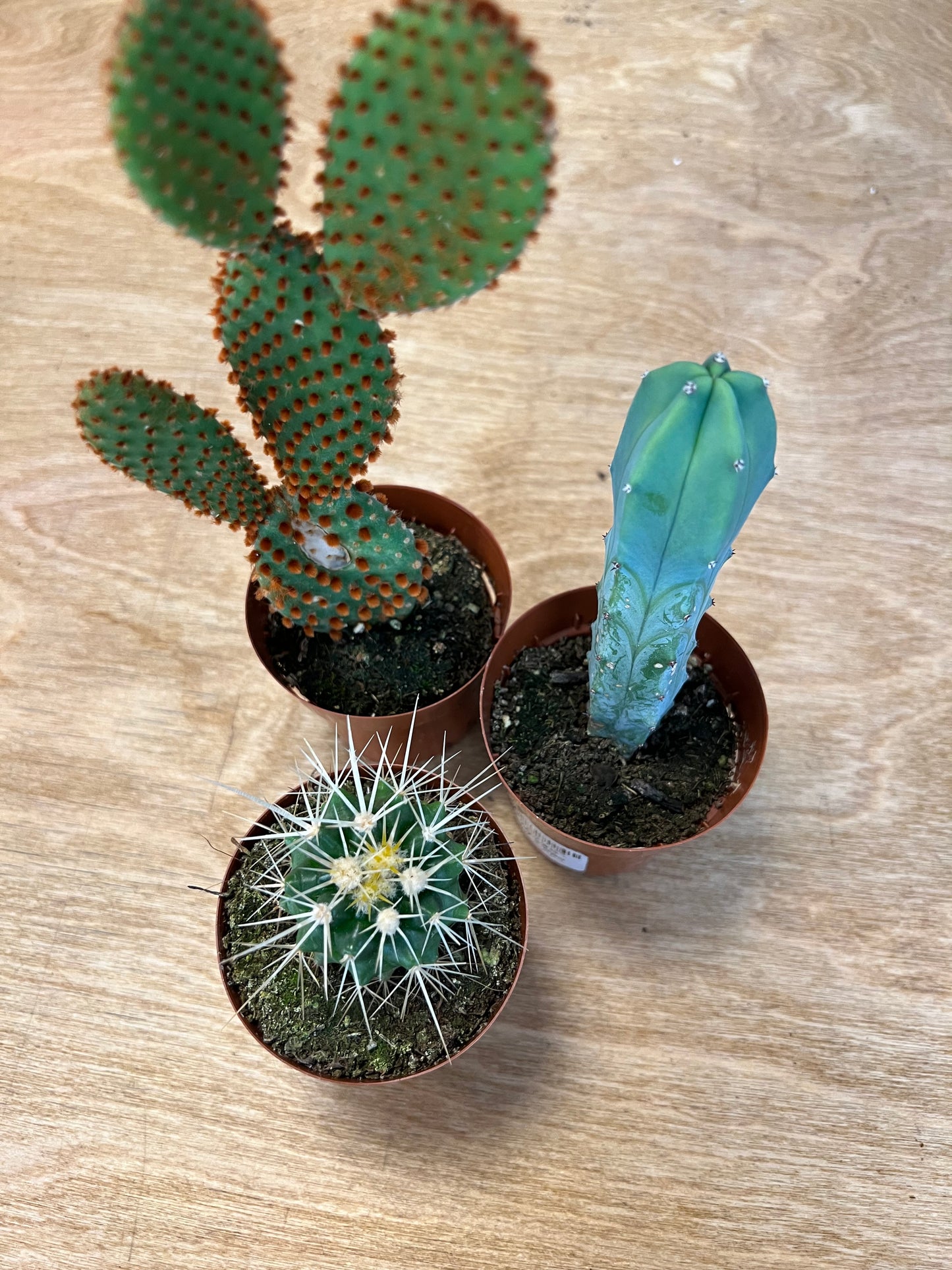 Cactus 2.5