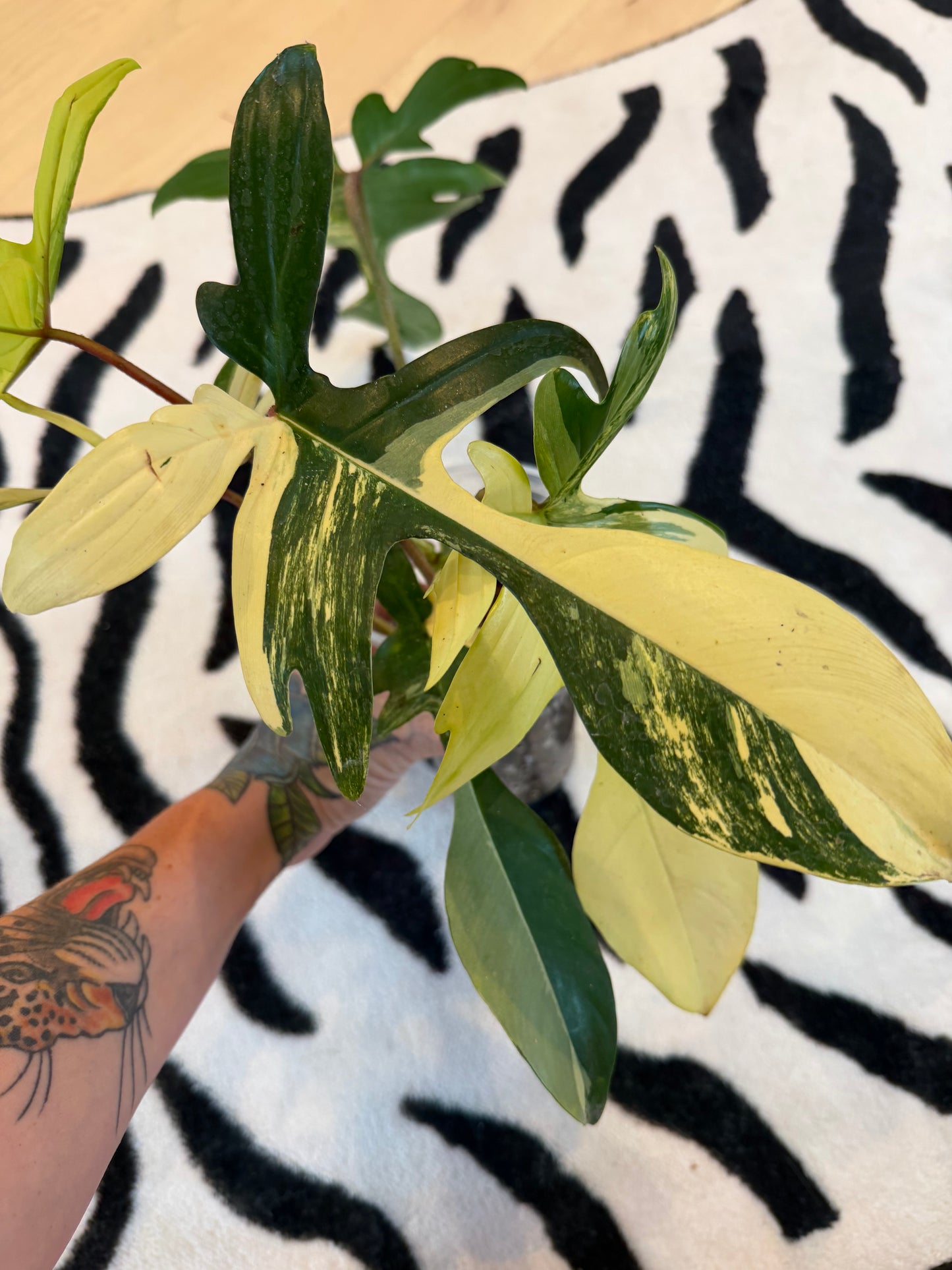 Philodendron Florida Beauty Variegated Large #1
