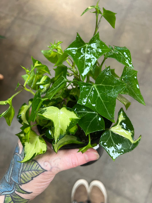 Senecio Wax Ivy