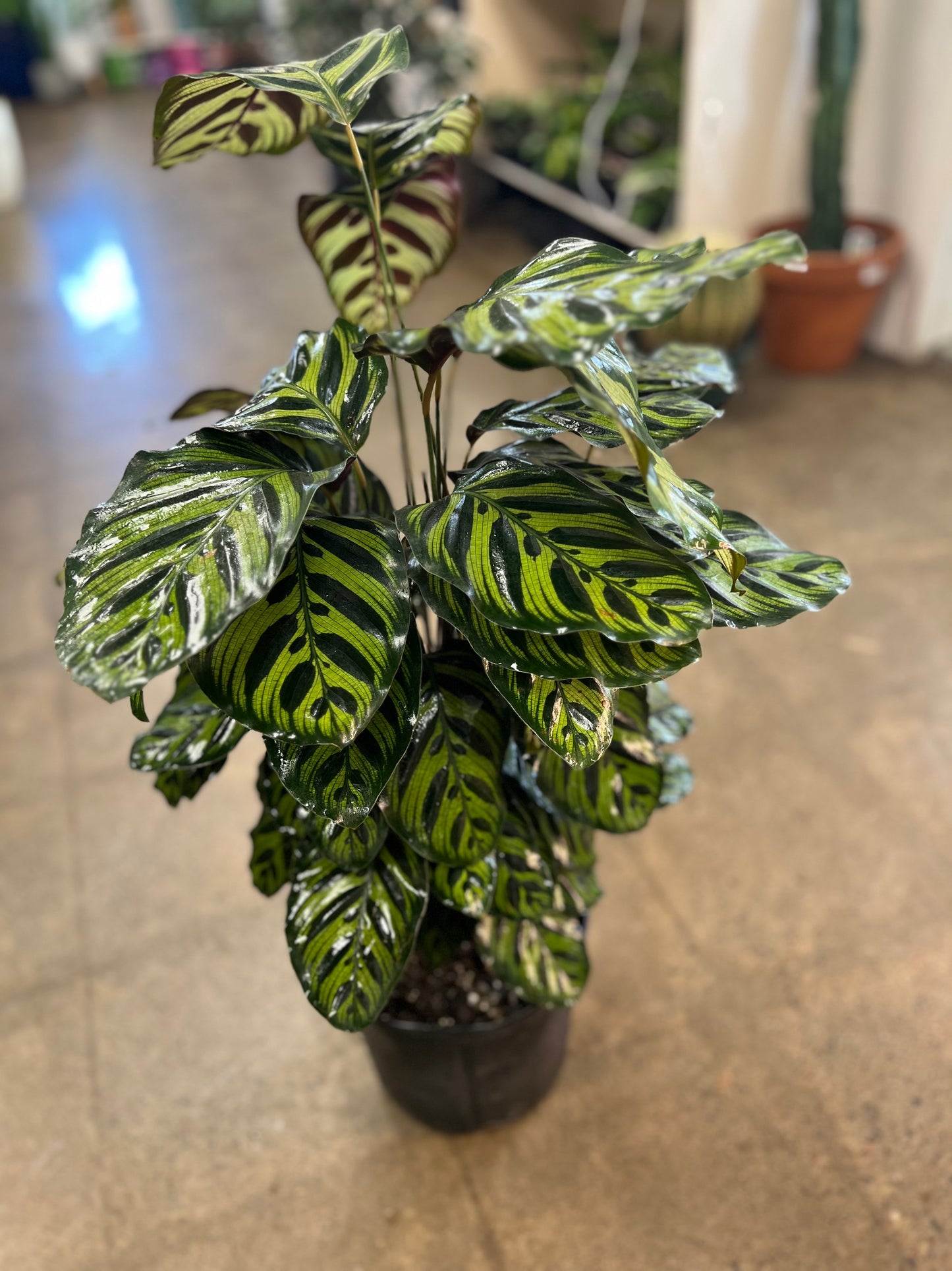 Calathea Makoyana
