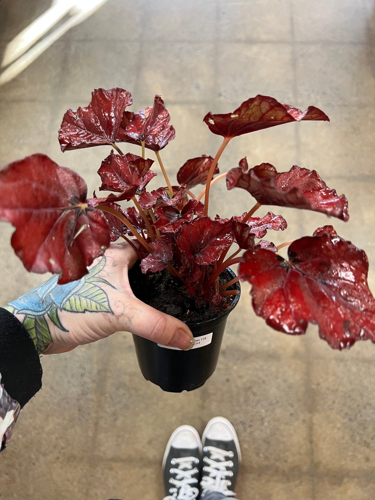 Begonia Foliage Rex