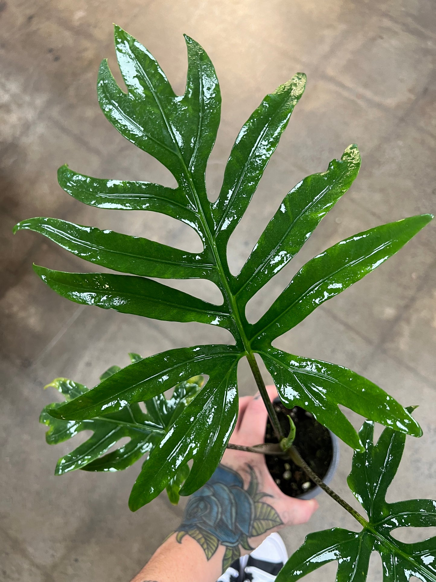 Alocasia Brancifolia