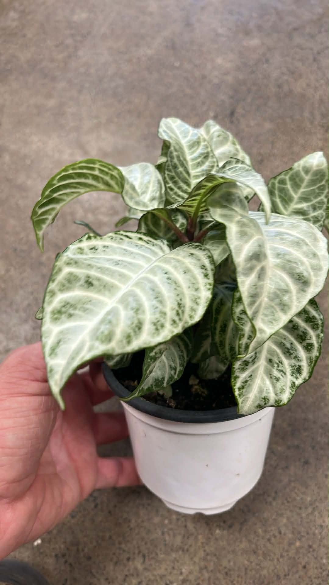 Aphelandra Snow White