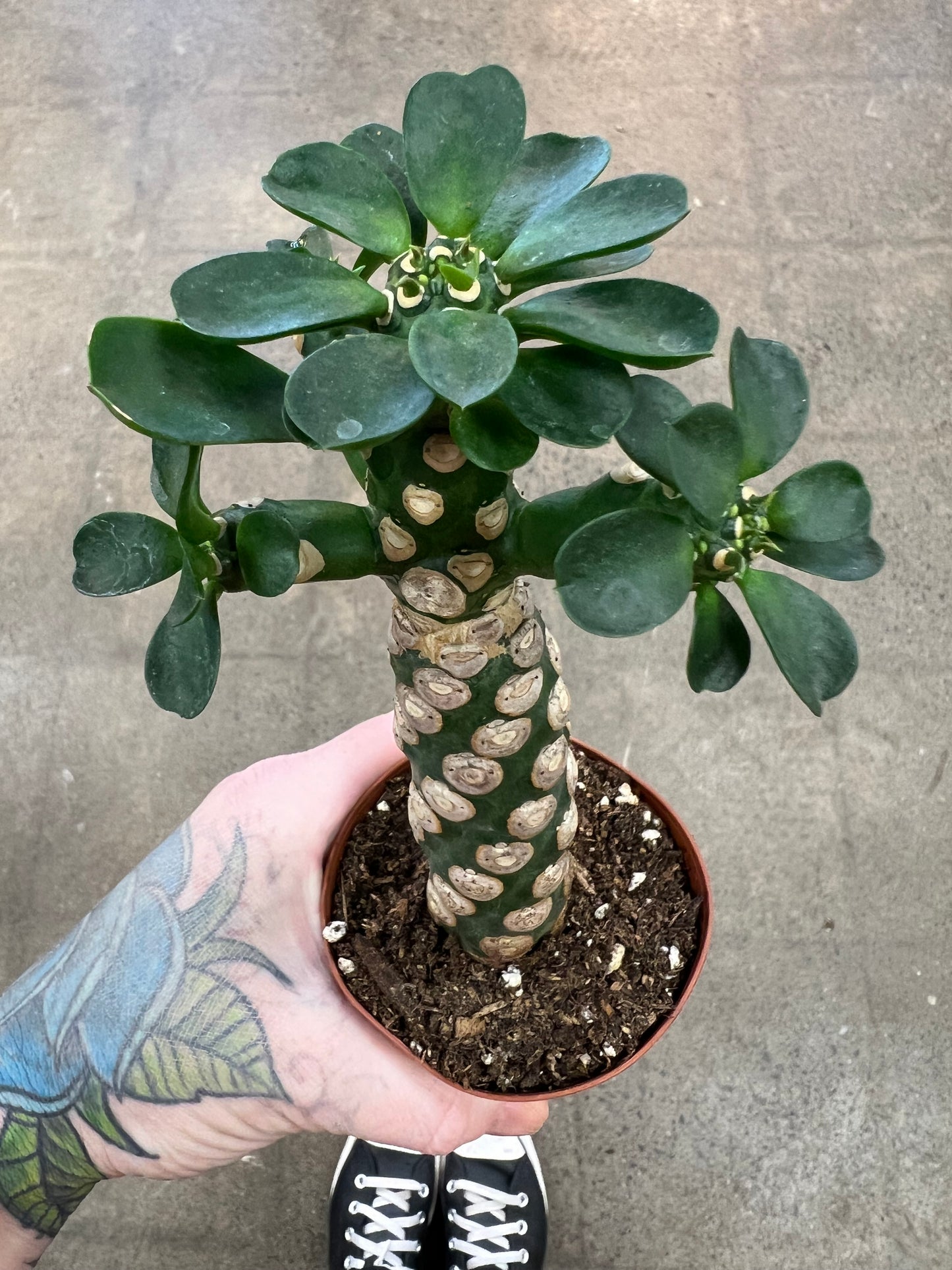 Euphorbia Royleana Bois