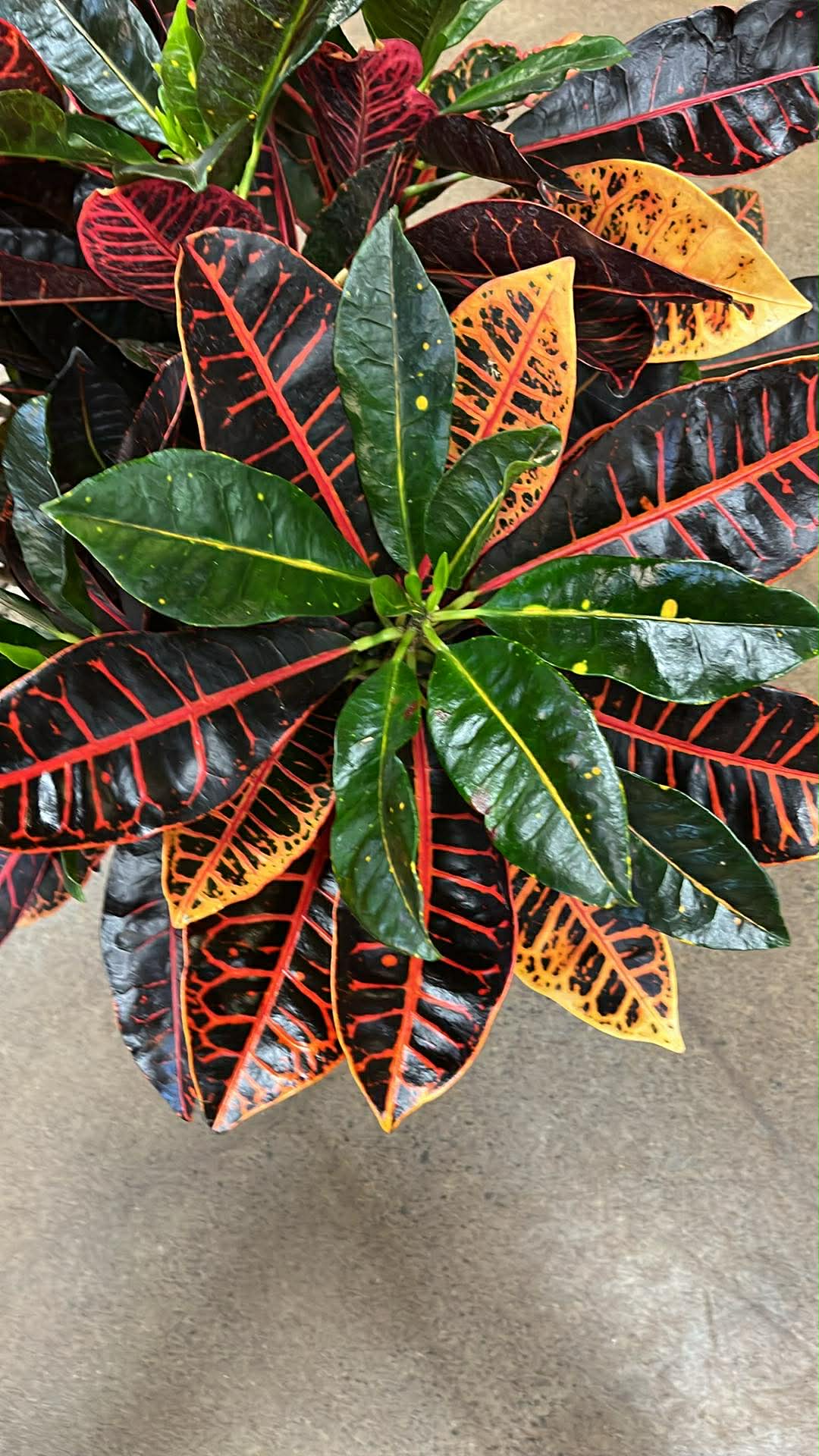 Croton Petra A