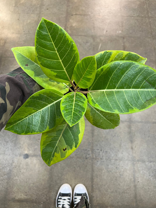 Ficus Altissima
