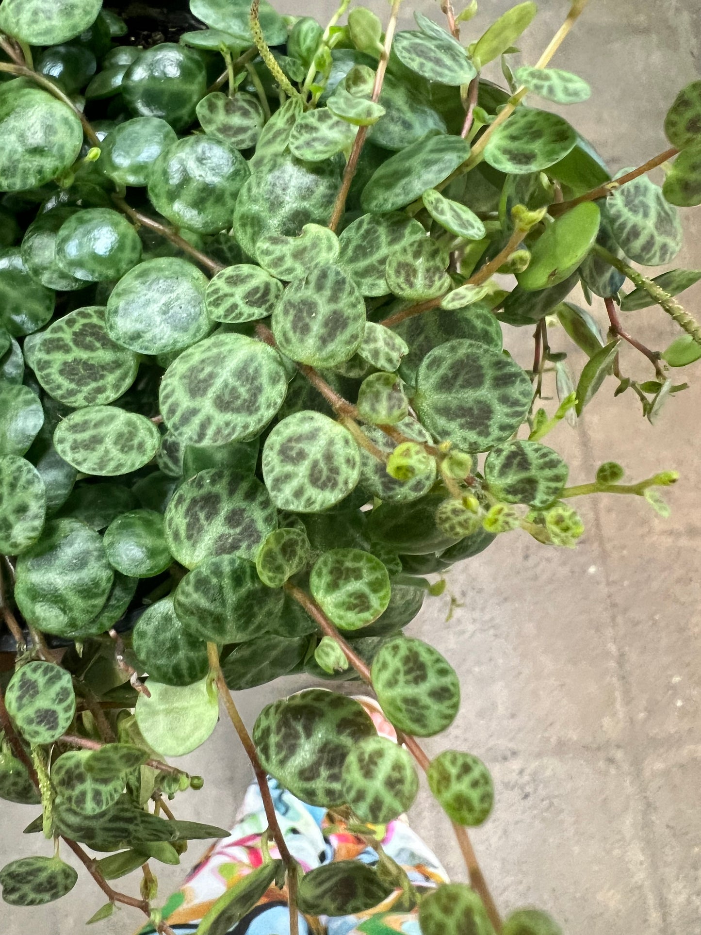 Peperomia Prostrata