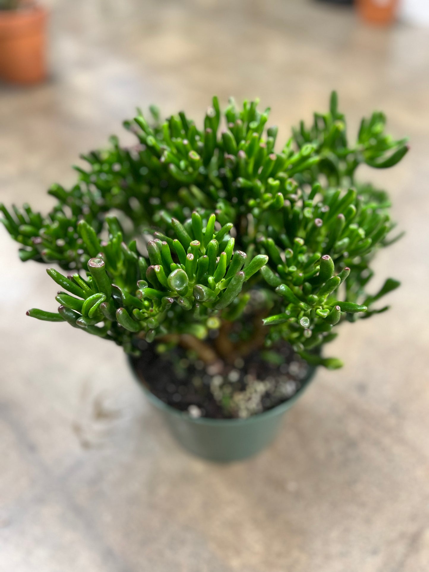 Crassula Gollum