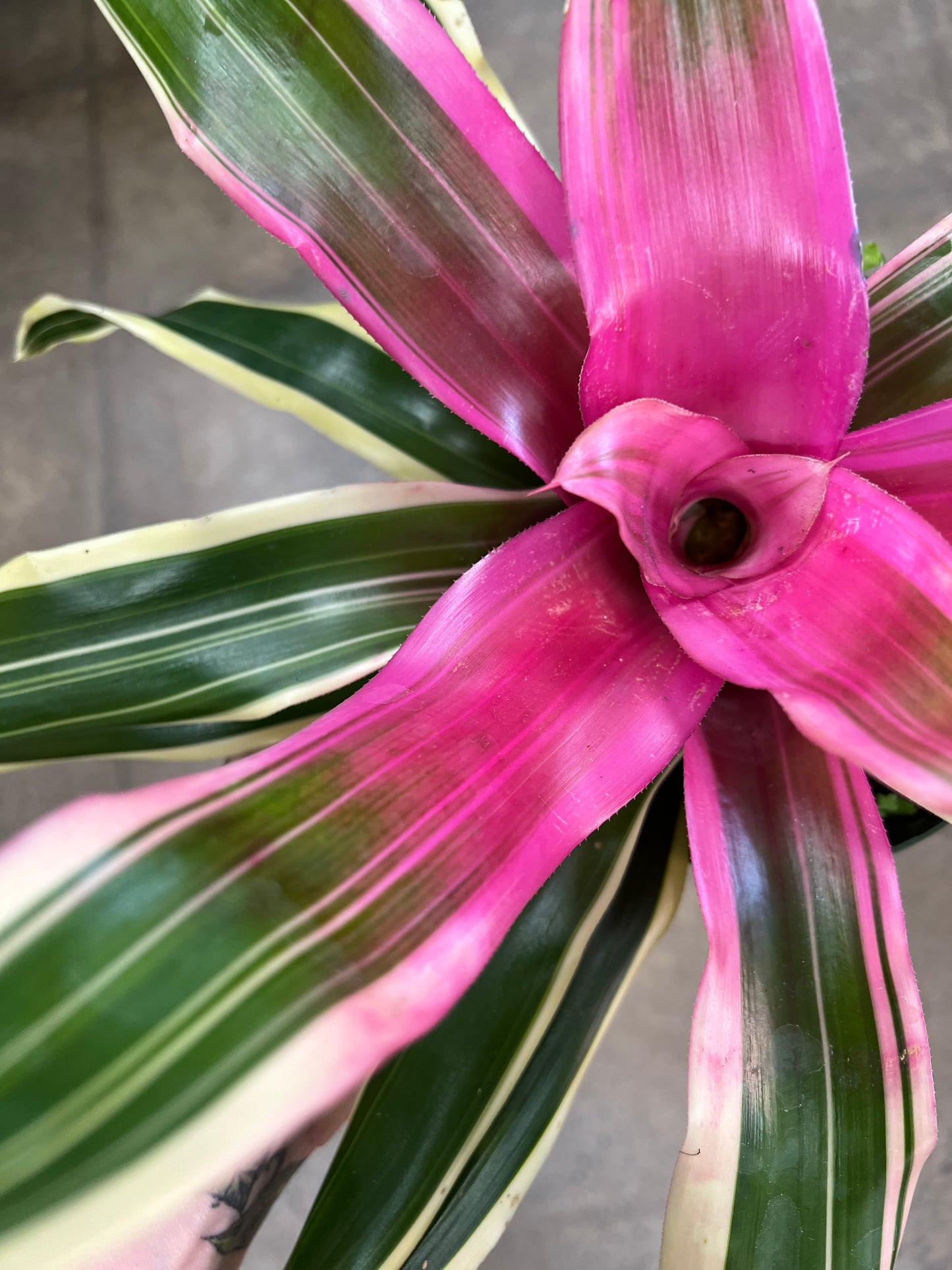 Bromelia Neoregelia Asst.