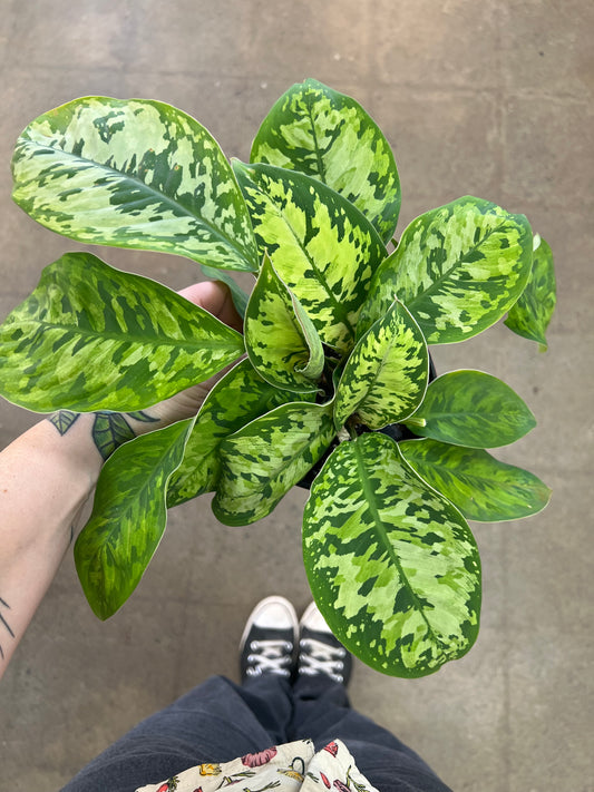 Homalonema Camouflage