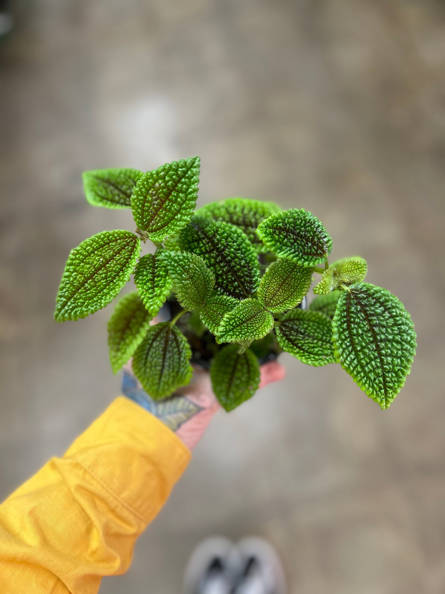 Pilea Moon Valley