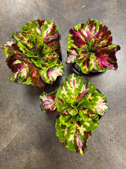 Coleus Kong Mosaïc