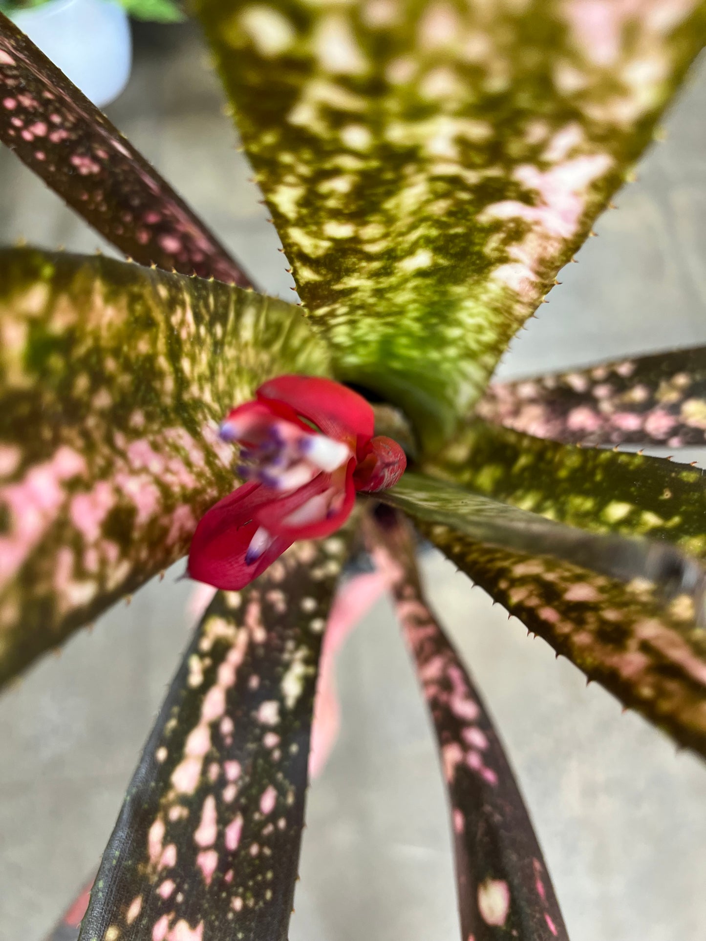 Billbergia Tengee