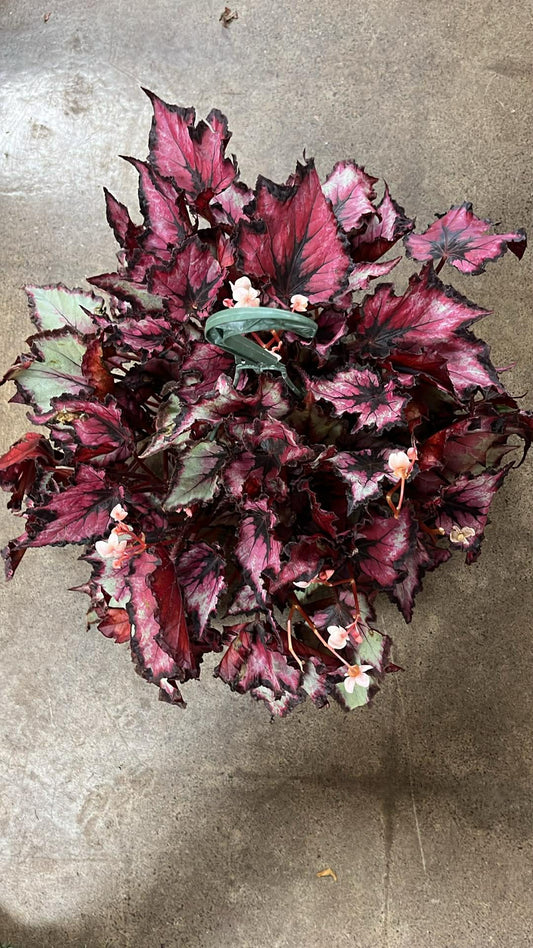 Bégonia Harmony's Flame Song