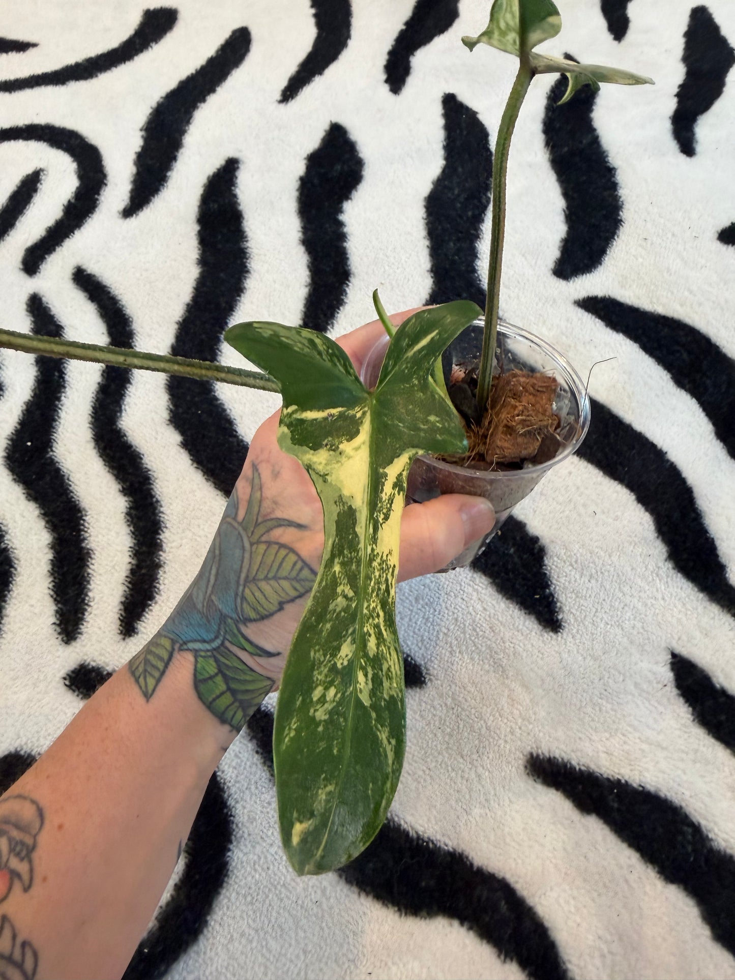 Philodendron Florida Beauty Variegated  Small #1