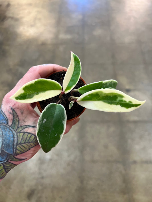Hoya Krimson Queen