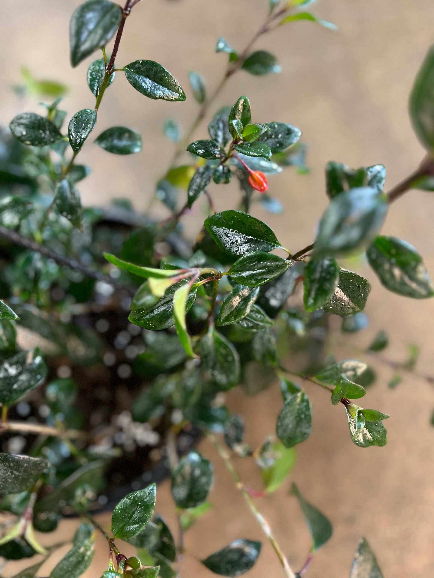 Nemanthus Tropicana Black Gold