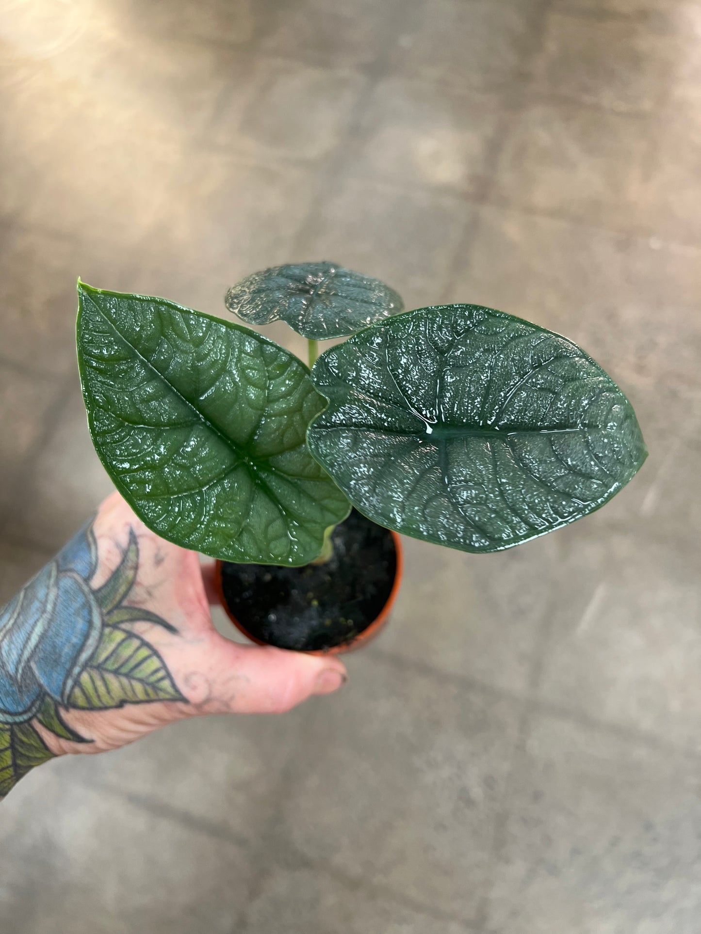 Alocasia Melo