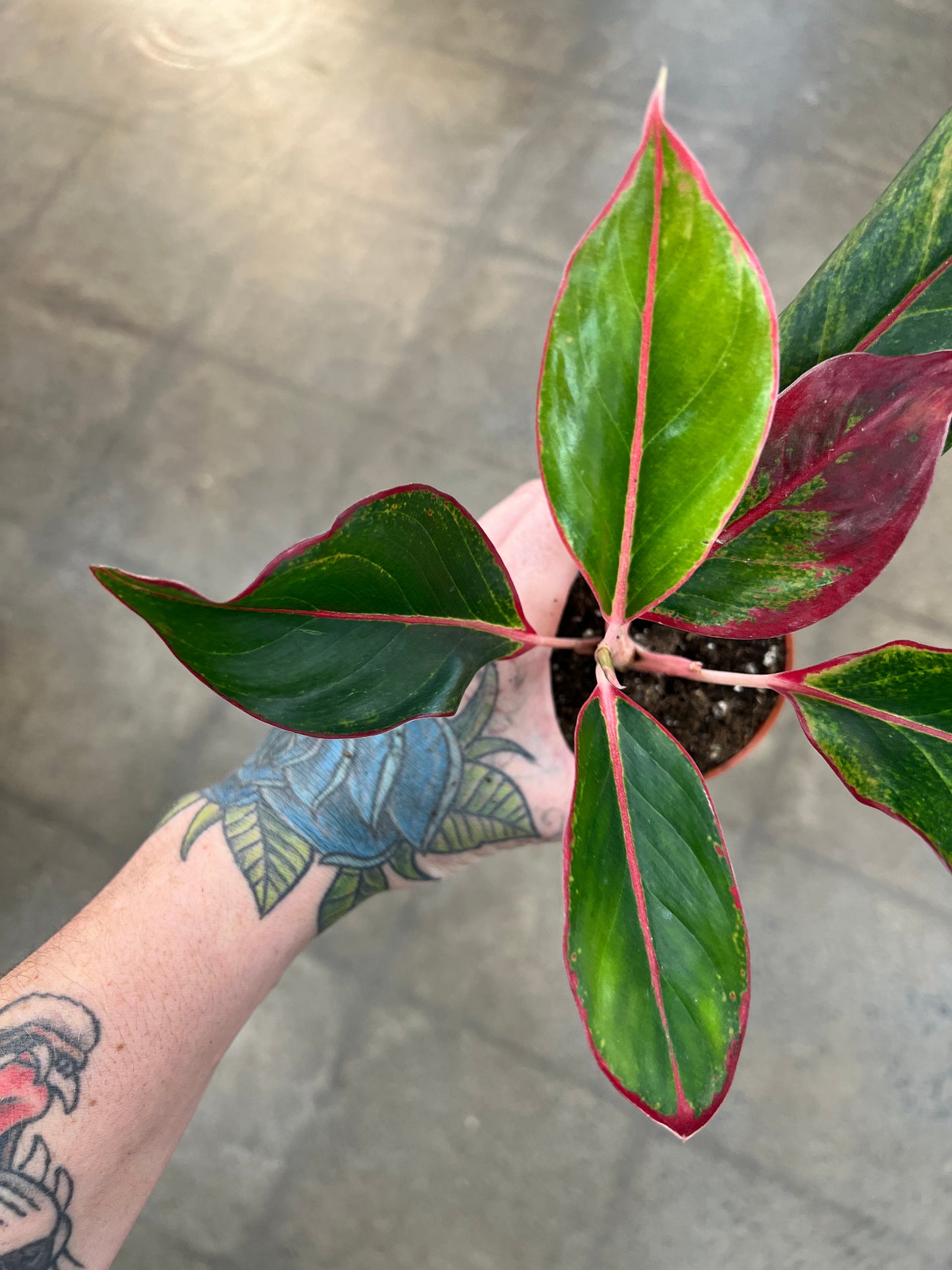 Aglaonema Red Siam