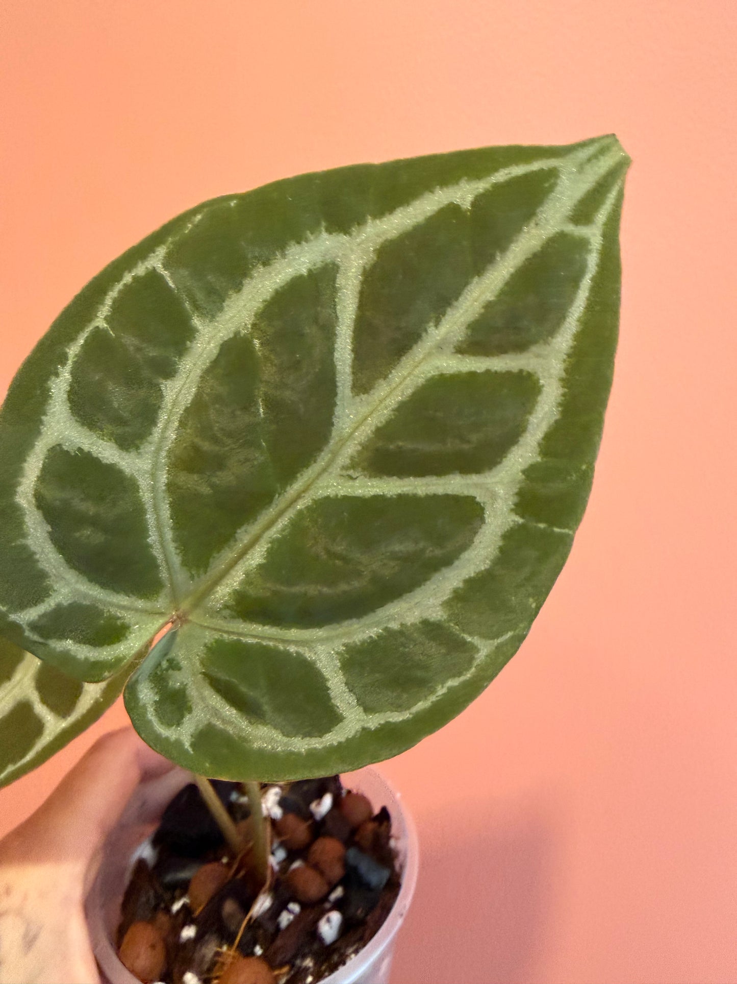Anthurium (SKG Silver x Red Magnificum) X (Muchlis x Red Crystallinum NSE)