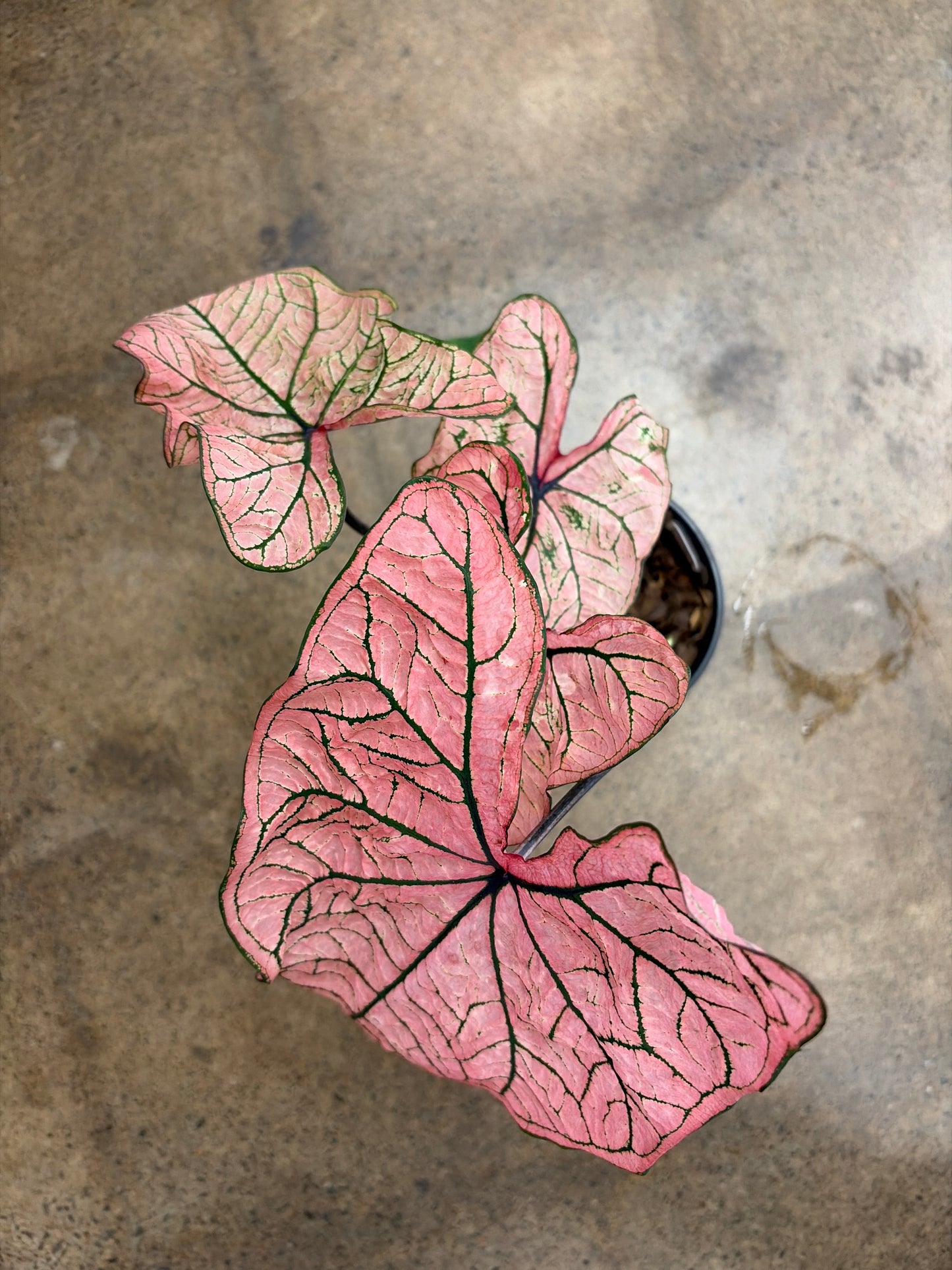 Caladium Spring Fling