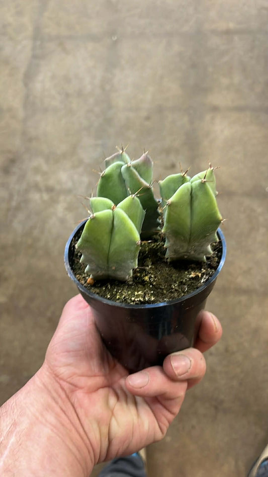 Stenocereus Pruinosus