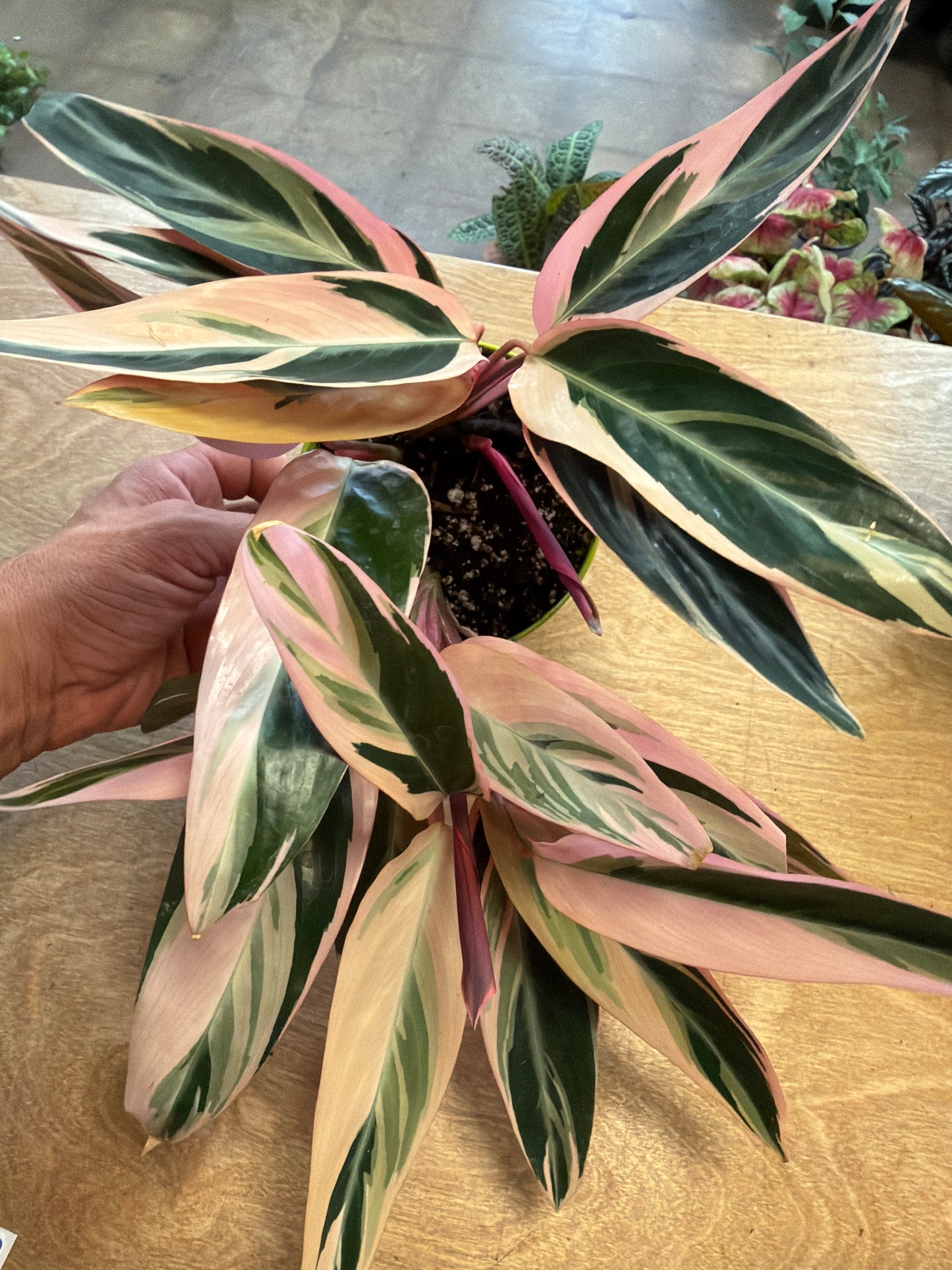 Stromanthe Triostar