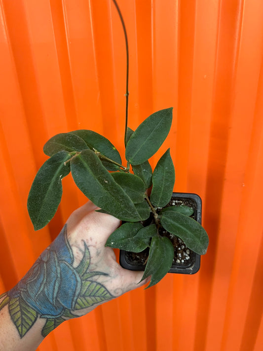 Hoya Patella Pink Flower