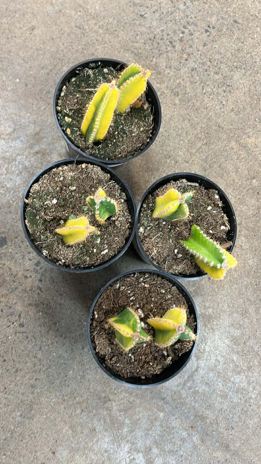 Cereus Fairy Castle Variegated