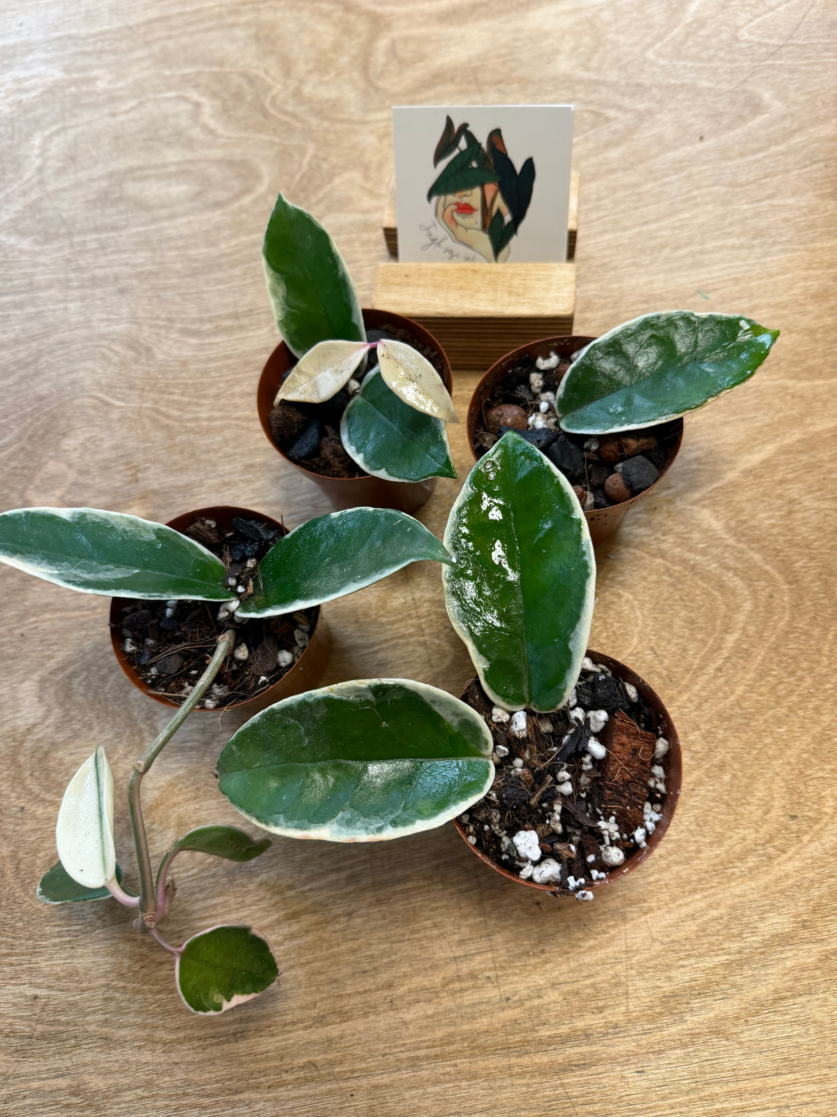 Hoya Krimson Queen