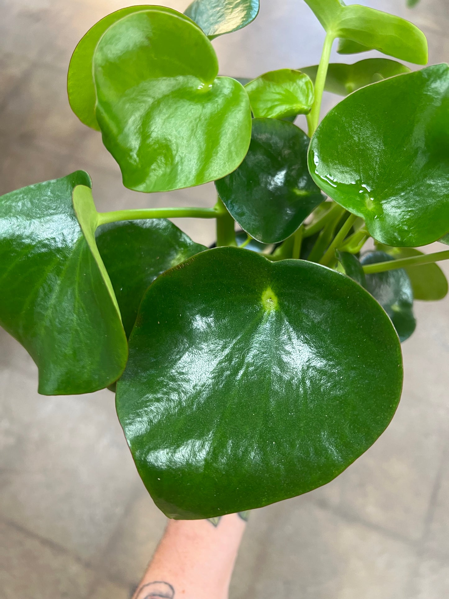 Peperomia Raindrop