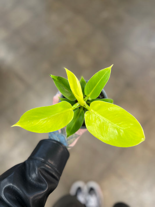 Philodendron Moonlight