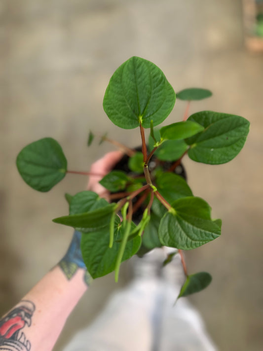 Peperomia Rana Verde