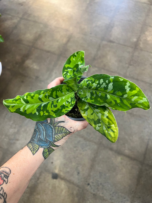 Aglaonema Pictum Tricolor