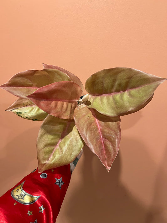 Aglaonema Pancawati