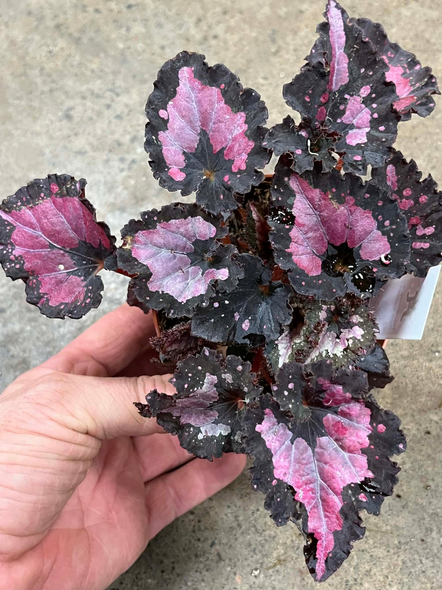 Bégonia Harmony's Red Velvet