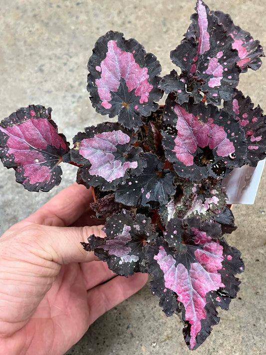 Bégonia Harmony's Red Velvet