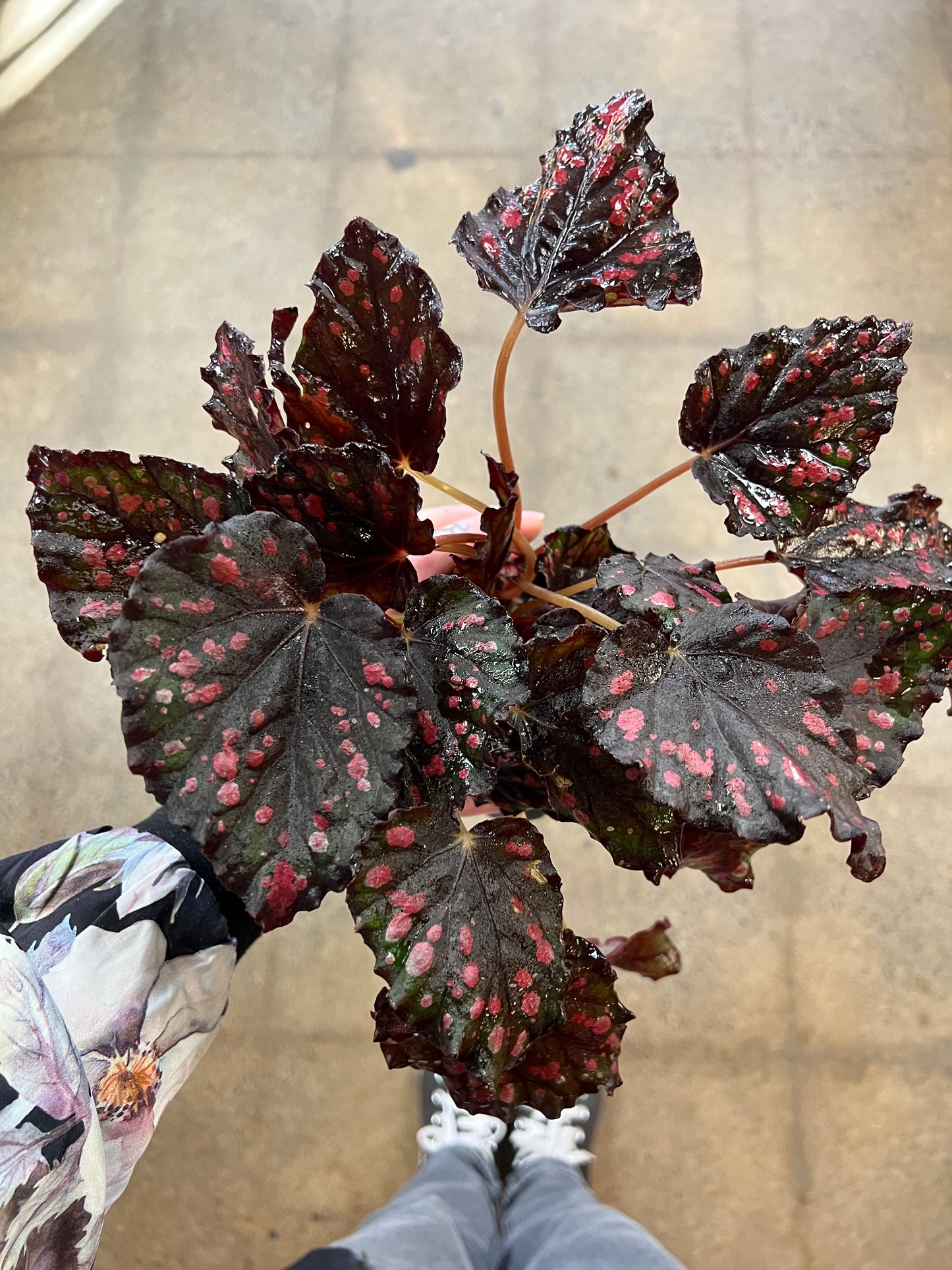 Begonia Foliage Rex