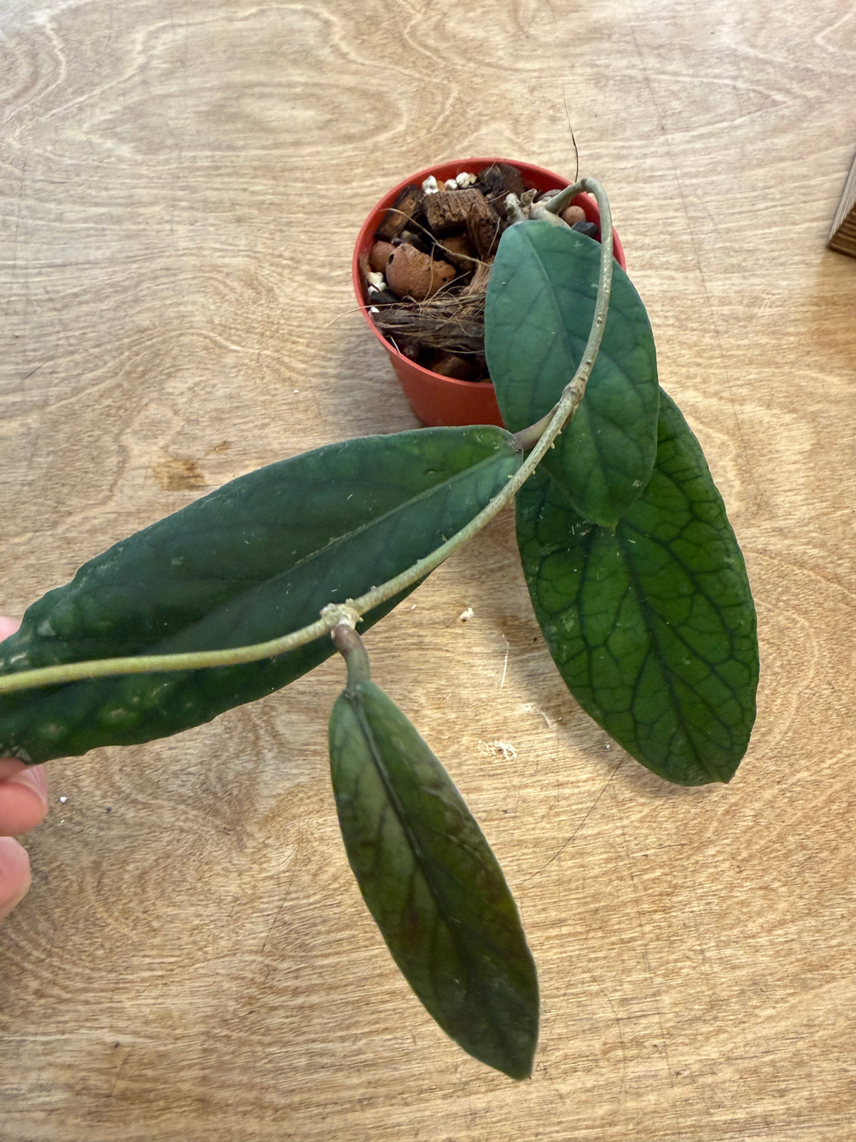 Hoya Vitellinoides