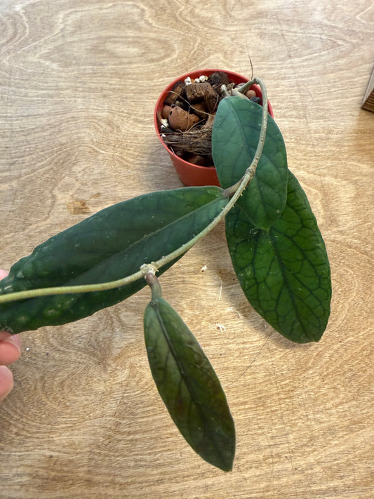 Hoya Vitellinoides