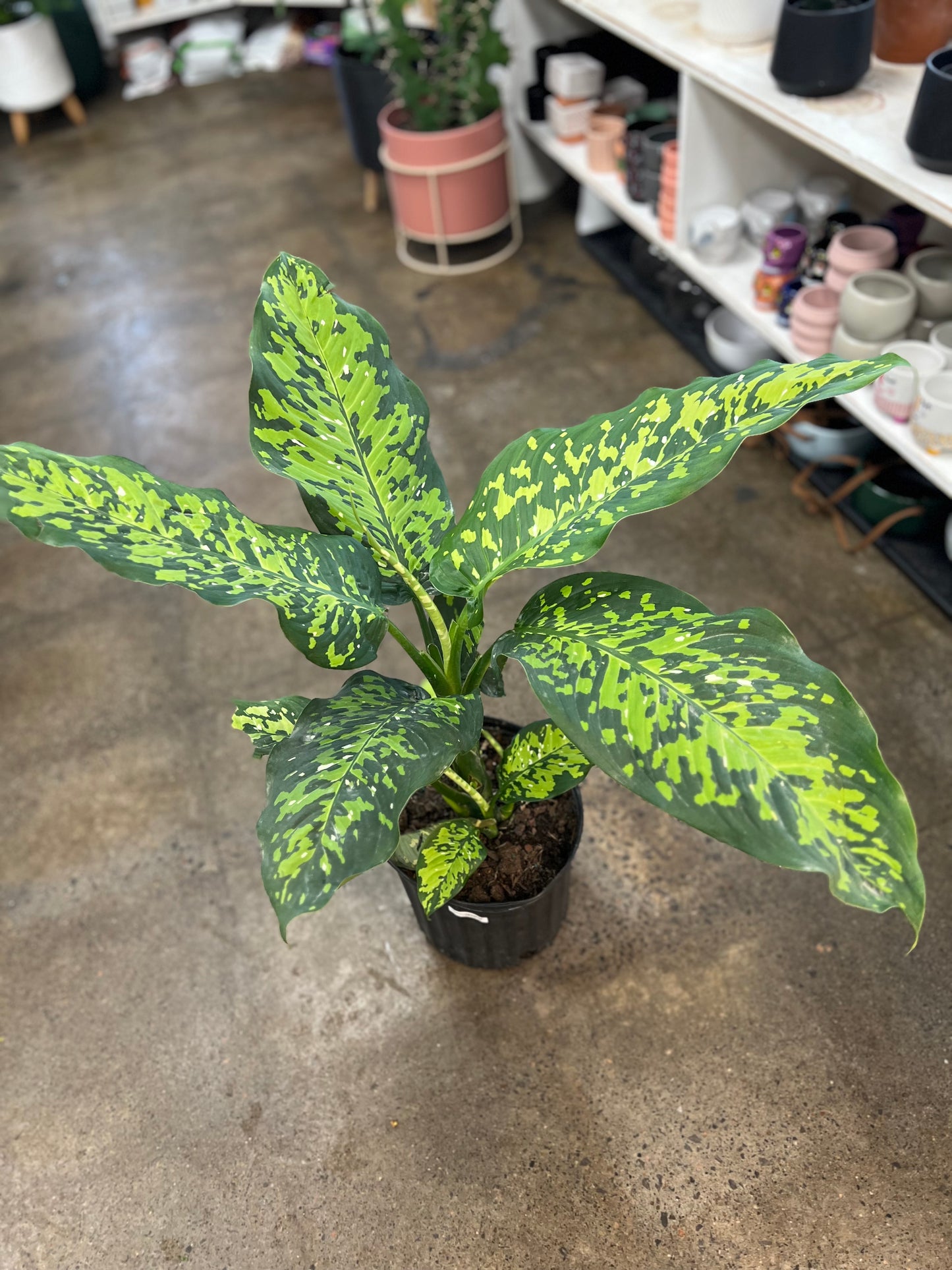 Diffenbachia Cheetah
