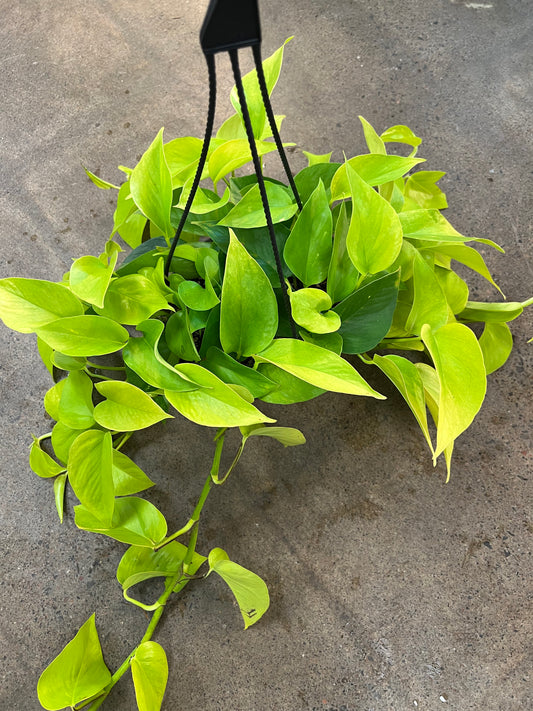 Pothos Neon